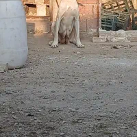 سگ ماده سرابی