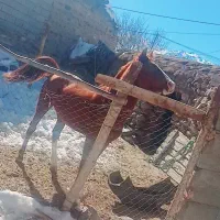 اسب عرب|اسب و تجهیزات اسب‌سواری|کرمان, |دیوار