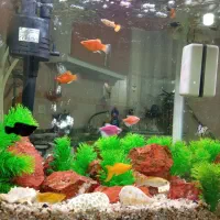 ماهی مولی کوپی