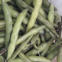 باقالی محلی پیربازار