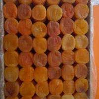 قیسی درجه ۱ قیمت مناسب