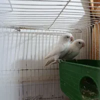 کوتوله فروشی|پرنده|ایرانشهر, |دیوار