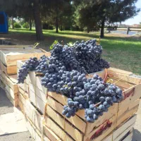 انگور شانی سردشت کردستان ۷۵به شرط اصل باره تازه|خوردنی و آشامیدنی|قم, شهرک توانیر|دیوار