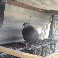 کبوتر|حیوانات|بندر امام خمینی, |دیوار