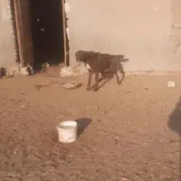 واگذاری سگ سرخ