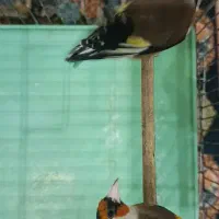 سهره تعداد|پرنده|تهران, مینای شمالی (مخبر)|دیوار