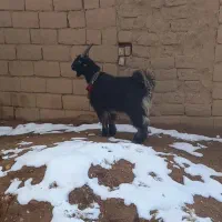 کهره دوبری ترکی