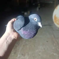 قره لوتی|پرنده|خسروشاه, |دیوار