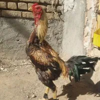 لاری معاوضه با هرچی بدردم بخوره