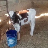 یک راس گوساله سمینتال ماده|حیوانات مزرعه|کازرون, |دیوار