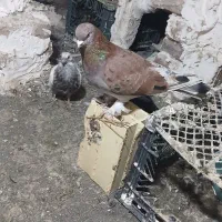 گزن ترکیه مایه الیام