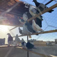 کفتر پرشی|حیوانات|رباطکریم, رباطکریم|دیوار