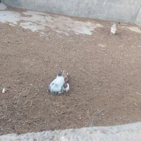 خرگوش فروشی|موش و خرگوش|فردوس (خراسان), |دیوار