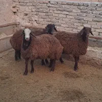 بره نر درجه یک گوسفند بز میش|حیوانات مزرعه|همدان, |دیوار
