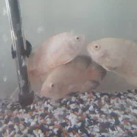 ماهی اسکار سفید