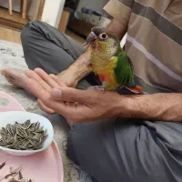 طوطی گیرینچیک رام و دستی