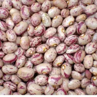 لوبیا چیتی