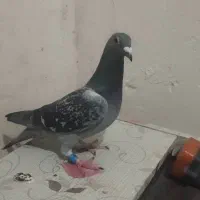 پلاکی|حیوانات|خرم‌آباد, |دیوار