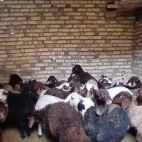 ۳۰راس گوسفند جوان یک ساله|حیوانات مزرعه|مشکیندشت, |دیوار