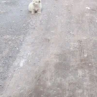 سگ پاکوتاه