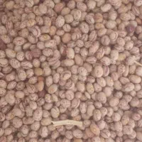 لوبیا‌چیتی‌. از کشاورز