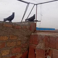 دوتا کلاغ گوهک کفتر سوراخ|پرنده|کرمان, |دیوار