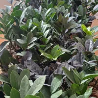 فروش گل طبیعی|گل و گیاه طبیعی|شیروان (خراسان), |دیوار