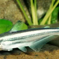 فروش ماهی اسکار و پنگوسی|ماهی|خرم بید, |دیوار