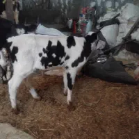 گوساله شیری سمینار درجه یک