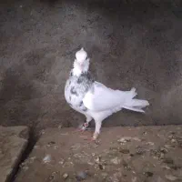 کبوتر طوق هف رنگ