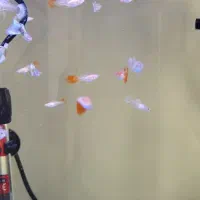 ماهی گوپی ۳ ماهه به بالا|ماهی|تهران, تهرانپارس غربی|دیوار