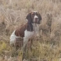 سگ شکاری پویینتر|سگ|چاف و چمخاله, |دیوار