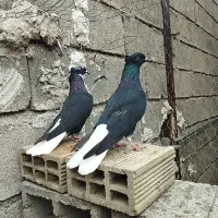 ماده سیاه دمبی وشهری