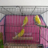 پرنده های خوش صدا