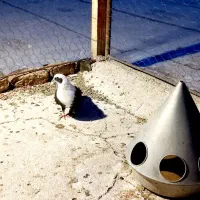 کلاغ سیاه نر