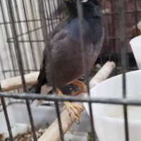 مرغ مینا سخنگو|پرنده|کرج, حصارک پایین|دیوار