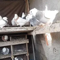 کفتر|پرنده|کبودرآهنگ, |دیوار