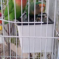 جفت مولد طوطی بریزیلی