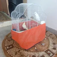 عروس هلندی