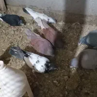 تعدادی کفتر فروشی