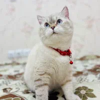 گربه بریتیش زیبا چشم آبی