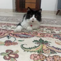 گربه (نیا)۱۶۰۰|گربه|میاندوآب, |دیوار