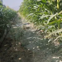 ذرت علوفه کیلو 10تومن نقدی