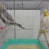 یک جفت عروس هلندی تازه مولد شده|پرنده|قم, دورشهر|دیوار