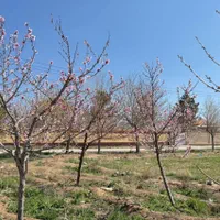 زمین ۵۲۰متری باغی/ملکی با آب وبرق/چکی/خرق|فروش زمین و ملک کلنگی|مشهد, توس (بلوار توس)|دیوار