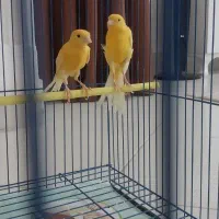 یک جفت قناری یک سر جیبر|پرنده|بیرجند, |دیوار