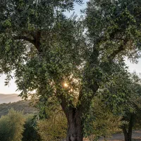 فرصت استثنایی برای خرید نهال زیتون ارسال فوری