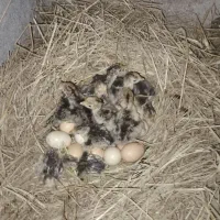 جوجه بقلمون برنز اصل