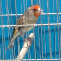 سهره قناری قرص خون
