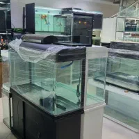 انواع ماهی و لوازم آکواریوم|ماهی|بابل, |دیوار